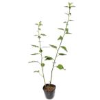 silaya Magi k10.5cm pot рассада 