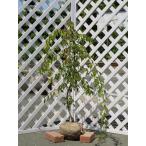 シダレウメピンク花1m露地苗