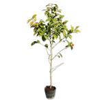  камелия wa винт ke1m 15cm pot рассада 
