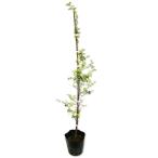 tokiwa гамамелис синий лист белый цветок 0.8m 15cm pot рассада 