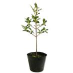 ドウダンツツジ0.3m10.5cm...