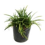  офиопогон японский 7.5cm pot рассада 