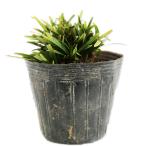 himeryuu7.5cm pot рассада 