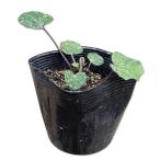  farfugium japonicum 10.5cm pot seedling 