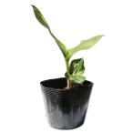 Германия ландыш 10.5cm pot рассада 