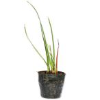 ta форель dare9.0cm pot рассада 