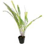 tamasida10.5cm pot рассада 