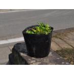  дихондра 9.0cm pot рассада 