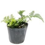 tokiwa инструмент для проволоки b9.0cm pot рассада 