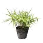  Thai one ogi12cm pot рассада 