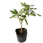 tobela0.2m 10.5cm pot рассада 