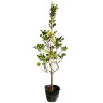 tobela0.8m 15cm pot рассада 