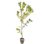 tobela1m 15cm pot рассада 