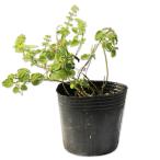 tatsu Nami saw 9.0cm pot рассада 