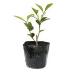  камелия otome камелия 10.5cm pot рассада 