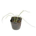  шнитт-лук 9.0cm pot 30 шт рассада 