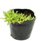 te Roth peruma10.5cm pot рассада 
