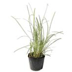  офиопогон японский . ввод 9.0cm pot рассада 