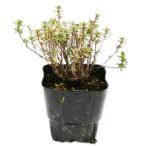  время золотой время 9.0cm pot рассада 