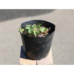 tsuru gold bai10.5cm pot рассада 