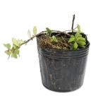 tsu Ла Манш nengsa9.0cm pot рассада 