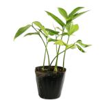 tokiwanaruko лилия 12cm pot рассада 