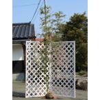タケ ホウライチク 2.5m 露地 2本 苗木