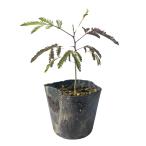 nemnoki0.1m 10.5cm pot рассада 