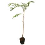 nemnoki0.5m 10.5cm pot рассада 