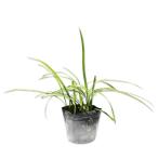 nosi Ran 10.5cm pot рассада 