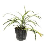 nosi Ran . ввод 10.5cm pot рассада 