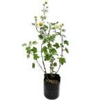 nojigik9cm pot рассада 