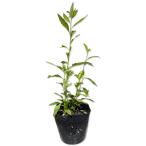 nogik10.5cm pot рассада 