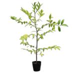 nagi0.5m 10.5cm pot рассада 
