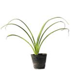 no can слон 10.5cm pot рассада 