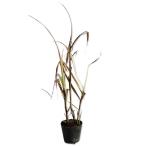 no канава yas10.5cm pot рассада 