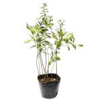 no темно синий gik10.5cm pot рассада 