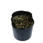 no Bill 9.0cm pot рассада 