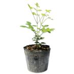  наан тонн белый реальный 0.1m 10.5cm pot рассада 