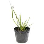 niwazekishou белой серии 9.0cm pot рассада 