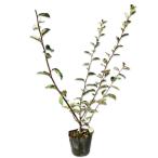 ナツグミ 0.5m 10.5cmポット 苗