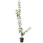 ナツグミ 0.8m 10.5cmポット 苗