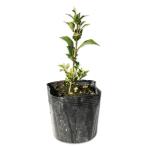  османтус разнолистный 9.0cm pot рассада 