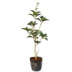  османтус разнолистный wooden 0.3m 10.5cm pot рассада 