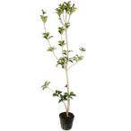  османтус разнолистный wooden 1m 15cm pot рассада 
