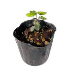  османтус разнолистный наан тонн 7.5cm pot рассада 