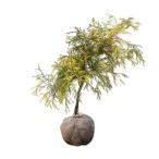 filifela ole a0.3m. земля рассада 