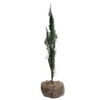  blue angel 0.6m. земля рассада 