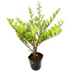  - mahisa устрица 0.3m 10.5cm pot рассада 