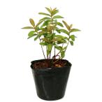 hipeli cam kalisinam10.5cm pot рассада 